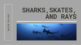 Marine Biology Presentation: Sharks, Skates, Rays - *EDITABLE*