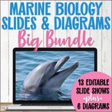 Marine Biology Slide Shows Bundle