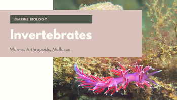 Preview of Marine Biology - Worms, Arthropods, Molluscs Presentation *EDITABLE*