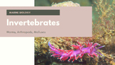 Marine Biology - Worms, Arthropods, Molluscs Presentation 