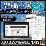 Marine Ecology & Transfer of Energy Lesson Guided Notes & 