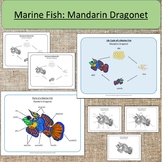 Marine Fish Mandarin Dragonet Life Cycle and Parts of a Fi
