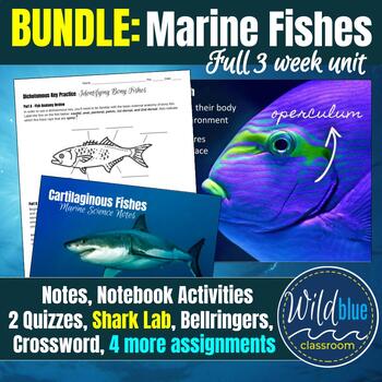 Preview of Marine Fishes Full Unit BUNDLE | Bony and Cartilaginous | Sharks