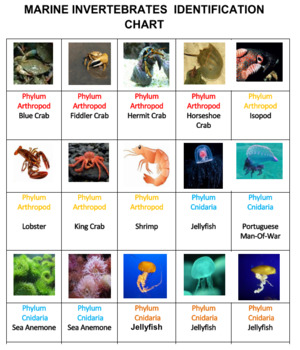 Marine Invertebrate Animals Crossword Puzzles by Ah - Ha Lessons
