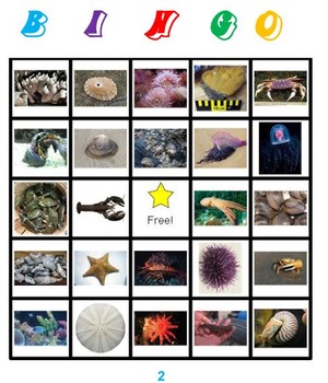 Marine Invertebrates Bingo by Ah - Ha Lessons | TPT