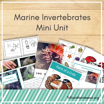 Preview of Marine Invertebrates Mini Unit