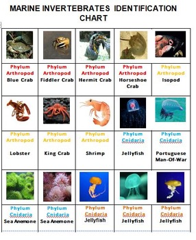 marine invertebrates