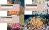 Marine Invertebrates Presentations Bundle - *EDITABLE*