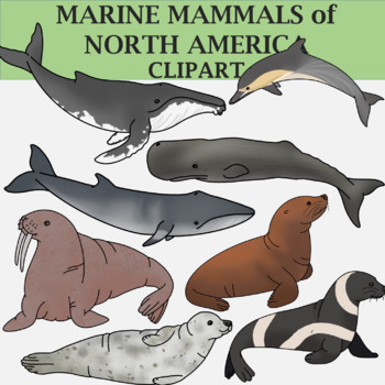 Preview of Marine Mammals Clip Art