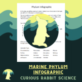 Marine Phylum Infographic Project