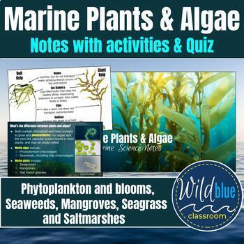 Preview of Marine Plants and Algae Notes and Quiz | Phytoplankton | Seaweeds | Mangroves