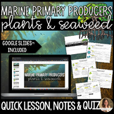 Marine Primary Producers: Plants and Seaweed Lesson Guided