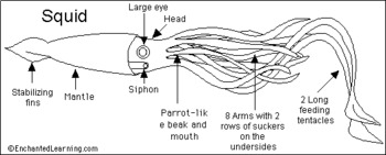 Marine Science: Invertebrates Notes by Christopher Ippolito | TpT