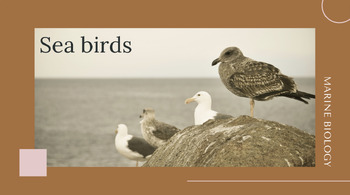 Preview of Marine Science Presentation: Sea birds - *EDITABLE*