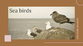 Marine Science Presentation: Sea birds - *EDITABLE*