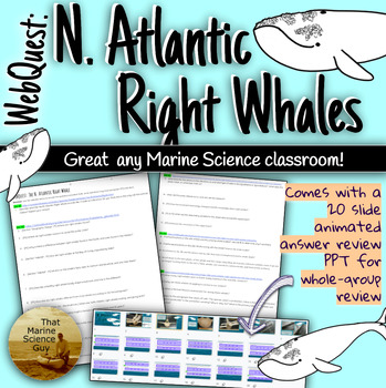 Preview of Marine Science WebQuest: North Atlantic Right Whales Worksheet