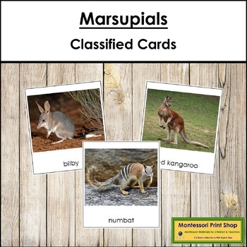 Types of Marsupials - Montessori 3-Part Cards - Vocabulary, ESL | TpT