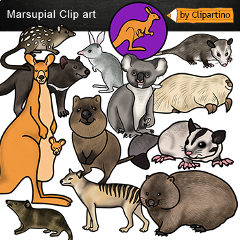 Preview of Marsupials Clip art / Australian Animals clipart Commercial use