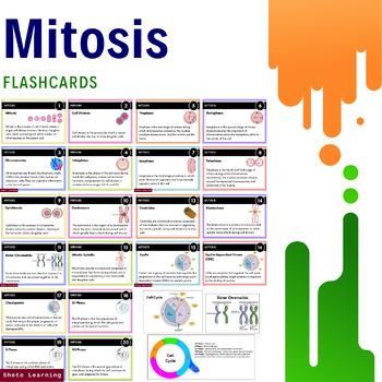 Preview of Mastery in Mitosis: 20 Essential Flashcards