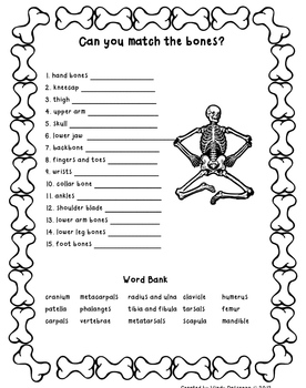 Match Those Bones Worksheet by Windy Dascenzo | Teachers Pay Teachers