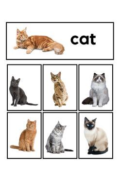 All Cat Breeds - All Types of Cats (78 Breeds)