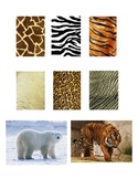 Matching Game - Safari Animal File Folder Game