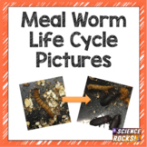 Meal Worm Life Cycle Photographs