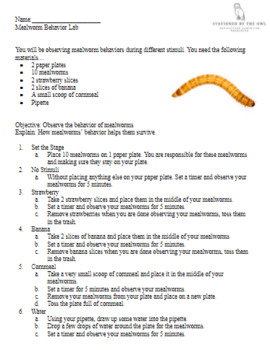 mealworm behavior experiment