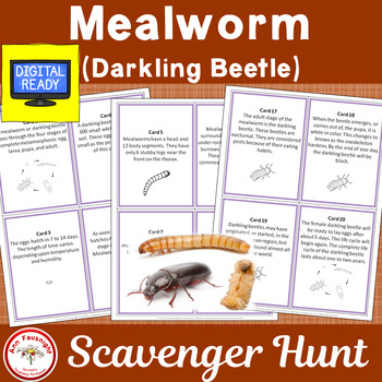 Preview of Mealworm (Darkling Beetle) Life Cycle Scavenger Hunt