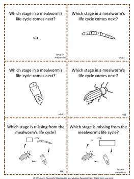 Mealworm (Darkling Beetle) Life Cycle Share Share Switch by Ann Fausnight