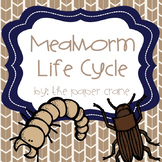 Mealworm Life Cycle Unit