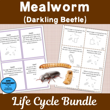 Mealworm Life Cycle Bundle by Ann Fausnight | Teachers Pay Teachers