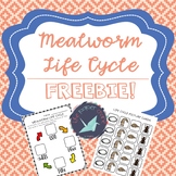 Mealworm Life Cycle: FREEBIE