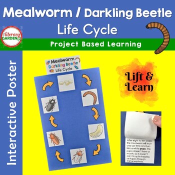 Preview of Mealworm Life Cycle Project - Darkling Beetle Insect Life Cycle