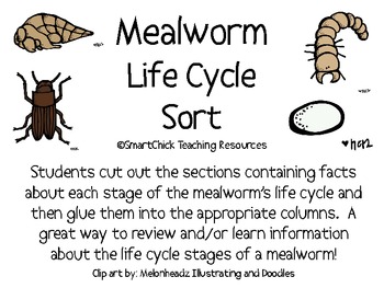 Preview of Mealworm Life Cycle Sort Packet