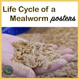 Mealworm Lifecycle Posters with Real Photographs