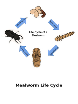 Preview of Mealworm life cycle