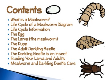 Mealworm life cycle