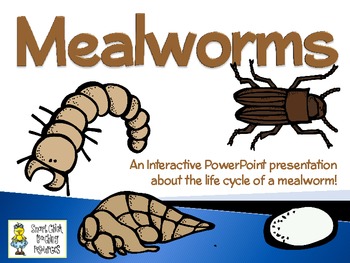Preview of Mealworms ~ An Interactive PowerPoint Presentation of their Life Cycle