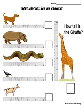 Preview of Measure the length or the height of the animals