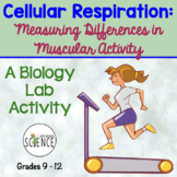 Cellular Respiration Lab Measuring Differences in Muscular
