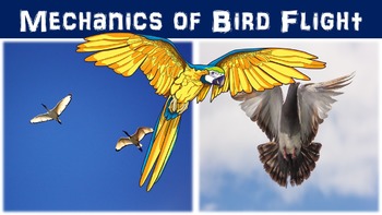 Preview of Mechanics of Bird Flight Lesson with Power Point, Worksheet, and Activity Page