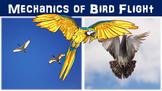 Mechanics of Bird Flight Lesson with Power Point, Workshee