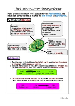 Preview of Mechanism of Photosynthesis | Notes