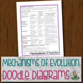 Mechanisms Of Evolutionary Change Chart Doodle Diagrams By Science With Mrs Lau