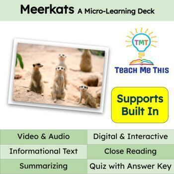 Preview of Meerkats Informational Text Reading Passage and Activities