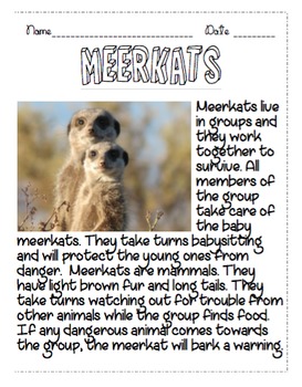 Preview of Meerkats Non Fiction Reading Passage