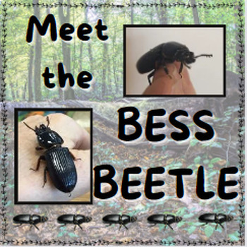 Preview of Meet the Bess Beetle Section 1