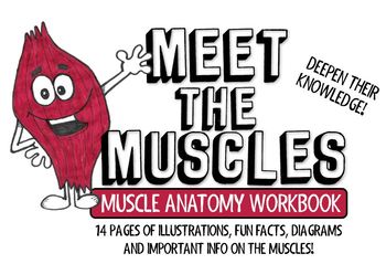 Preview of Meet the Muscles- 14 page Muscular System Anatomy Workbook