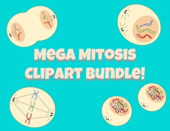Preview of Mega Mitosis Clipart Diagram Bundle!